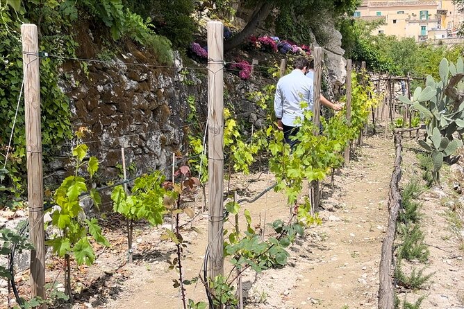 Tour in the heady scents of our garden in Ragusa - Exploring the Secret Mediterranean Garden