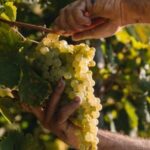 Tour in the Prosecco Hills Tour from Padua - Visiting Vecchio Mulino della Croda