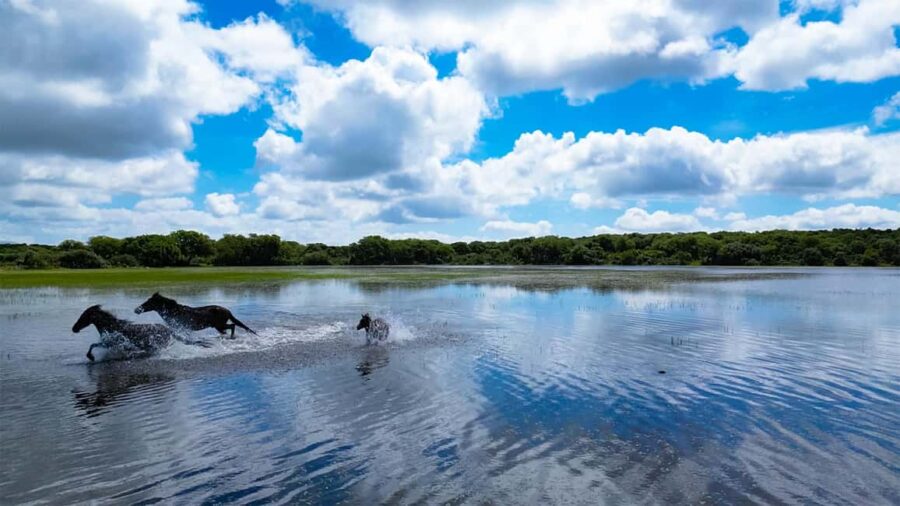 Tour Nature & Wildlife from Cagliari - Scenic Drive through the Campidano Plain