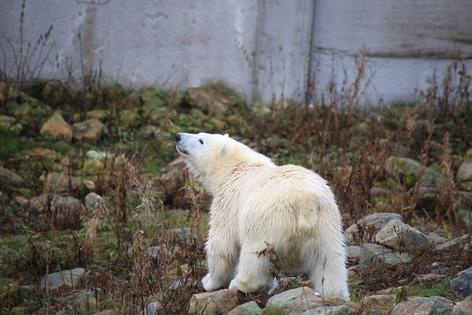 Tour to Ranua Zoo Wildlife Park Small Group Experience - How the Small-Group Tour Enhances the Experience