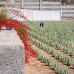 Tour Visiting banana plantation and winery in Tenerife - Scenic Mountain Road to the Winery