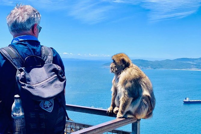 Tours of Gibraltar - STANDARD TOUR - Up Close with the Barbary Macaques at the Apes Den
