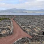Tours on Pico Island - Cultural and Natural Landscape - Visiting the Lagoa do Capitão and Endemic Vegetation