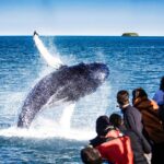 Traditional Oak Ship Whale Watching Tour From Husavik - Navigating the Schedule: Morning, Afternoon, or Evening Trips