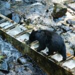 Traitors Cove Bear Viewing in Ketchikan, Alaska - Starting the Adventure with a Scenic Floatplane Flight Over Tongass National Forest