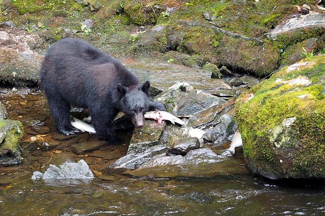 Traitors Cove Bear Viewing - The Flight to Tongass National Forest