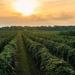 Traverse City: Old Mission Peninsula 4-Hour Sunset Wine Tour - Starting Point and Transportation: The Grand Traverse Civic Center