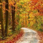 Trees of Many Colors Tour from Pigeon Forge - The Experience of Leaf Peeping and Photography