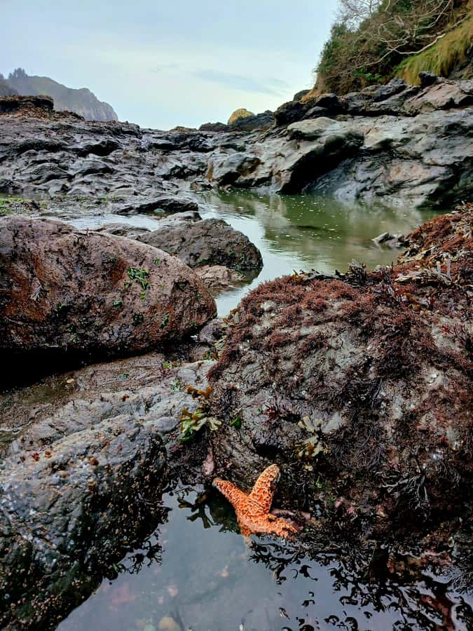 Trinidad: Elk Head Trail Guided Nature Walking Tour - Starting Point at Elk Head & College Cove Trailhead