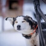 Tromsø: Dog Sledding Adventure at Camp Aspemo - Meeting Point and Transportation from Tromsø