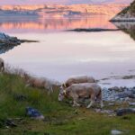 Tromsø: Exclusive Fjord Adventure by Bus - Exploring Whale Island’s Fjords and Beaches