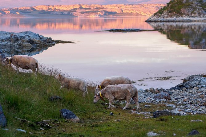 Tromsø: Exclusive Fjord Adventure by Bus - Exploring Whale Island’s Fjords and Beaches