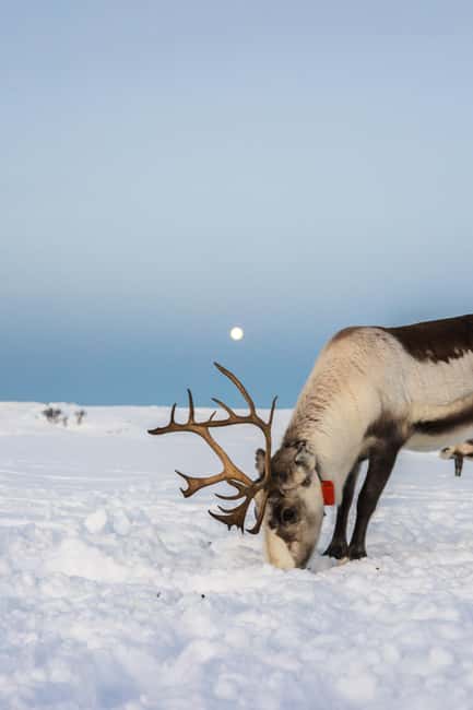 Tromsø: Exclusive Sámi Reindeer Experience with herders - The Location and Meeting Arrangements on Kvaløya
