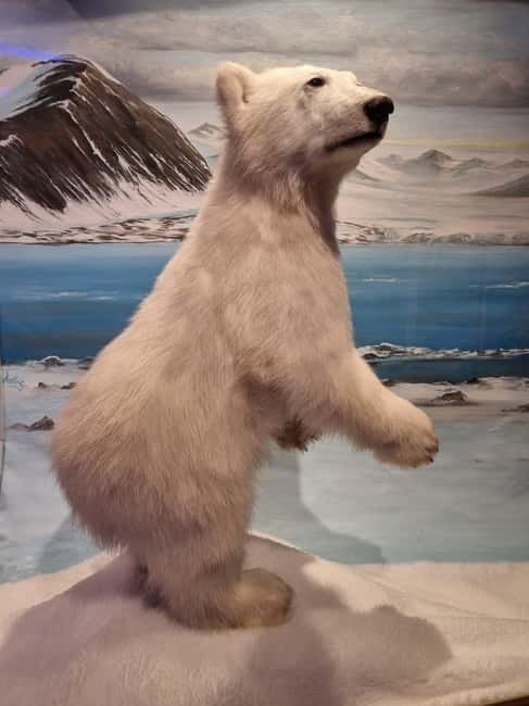 Tromsø: Guided Polar Bear Walk incl. Polaria & Polar Museum - Starting Point at Tromsø Cathedral in the Heart of the City
