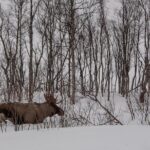 Tromsø: Kvaløya & Sommarøy Guided Tour - Scenic Discovery of Sommarøy and Surrounding Fjords