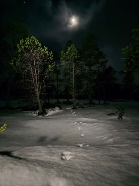 Tromsø: Northern Lights and a Starlit Adventure Tour - From Tromsø to Vikran: The Scenic Drive into the Arctic Wilderness