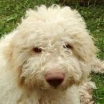 Truffle hunting and lunch experience in a restaurant - Starting Point and Easy Accessibility in Verona