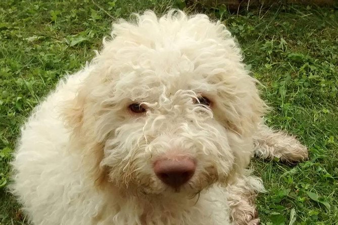 Truffle hunting and lunch experience in a restaurant - Starting Point and Easy Accessibility in Verona