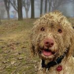 Truffle Hunting and Lunch in Piedmont Trattoria - The Journey from Turin to the Countryside