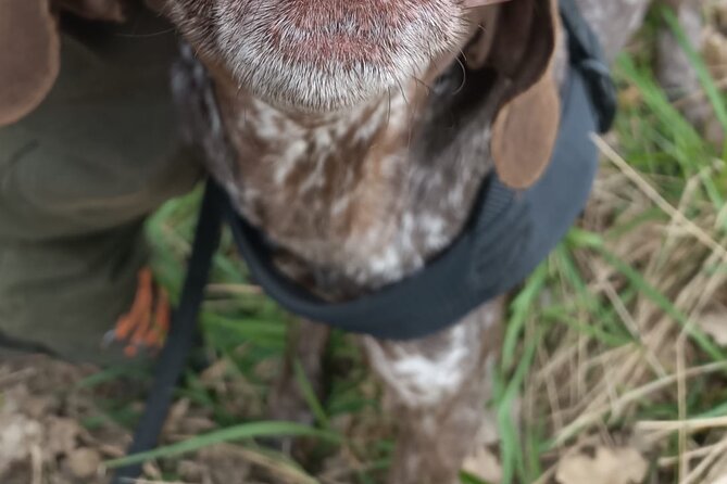 Truffle Hunting in Tuscany - Exploring the Seasonal Truffle Varieties in Tuscany