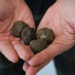 Truffle Hunting & Tasting in San Miniato Tuscany with Dogs - The Truffle Hunting Tour Begins in Corazzano