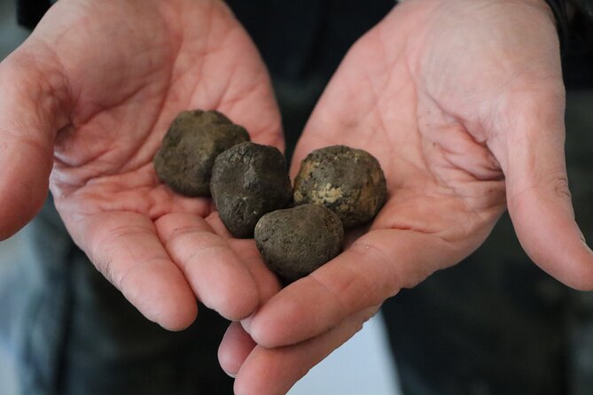 Truffle Hunting & Tasting in San Miniato Tuscany with Dogs - The Truffle Hunting Tour Begins in Corazzano