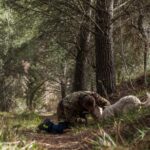 Truffle Lunch & Hunting Experience in San Gimignano - Meet Your Guides: Mirco and Lucas Expertise and Approach