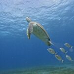 Try Dive in Abades Bay with a private instructor - What Equipment and Insurance Are Included?