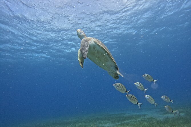 Try Dive in Abades Bay with a private instructor - What Equipment and Insurance Are Included?