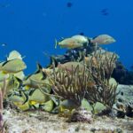 Try dive in Cozumel island - Departure Location and Pickup Options in Playa del Carmen