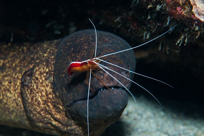 Try Scuba Diving on Kauai with Sea Turtles - Meeting Point at Koloa Landing for a Smooth Start