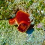 TRY SCUBA DIVING with a Dedicated Instructor - The Boat Trip to the Dive Site