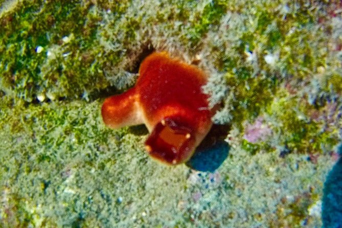 TRY SCUBA DIVING with a Dedicated Instructor - The Boat Trip to the Dive Site