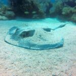 Try Scuba Diving with Professional Scuba Instructor - Classroom Session and Pool Practice for Confidence Building