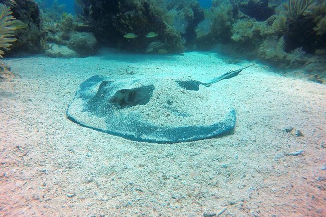 Try Scuba Diving with Professional Scuba Instructor - Classroom Session and Pool Practice for Confidence Building