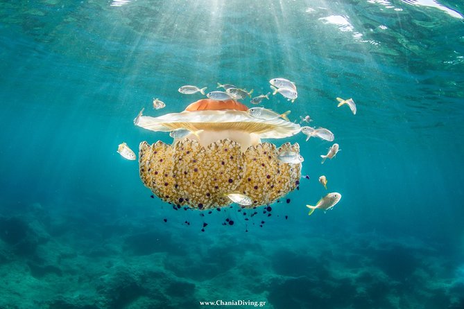 Try Scuba in Crete  Free Certification & Photos (Beginners) - Learning the Basics: Theory and Gear Handling