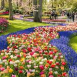 Tulip Experience and Keukenhof Flower Gardens Tour from Amsterdam - Keukenhof Gardens: Holland’s Flower Crown