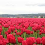 Tulip Festival at Skagit Valley ,La Conner and Deception Pass - Deception Pass State Park’s Rugged Coastal Scenery