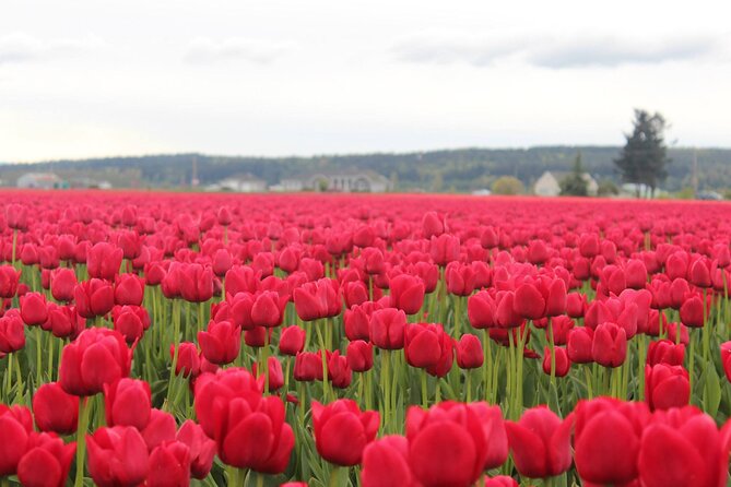 Tulip Festival at Skagit Valley ,La Conner and Deception Pass - Deception Pass State Park’s Rugged Coastal Scenery