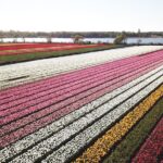 Tulip Fields Tour near Keukenhof - Self-drive with Audio Guide - Exploring the Tulip Fields with GPS and Audio Guide