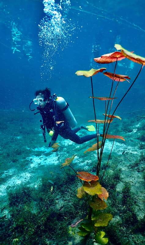 Tulum: 2 Tank Cenote Dive - From Tulum Beach to the Hidden Underworld