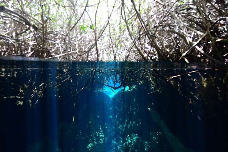 Tulum: Discover Scuba Diving in Cenotes - The Unique Setting of Tulum’s Cenotes