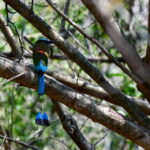 Tulum: Monkey Sanctuary Adventure - Pick-up and Transportation in Tulum and Playa del Carmen