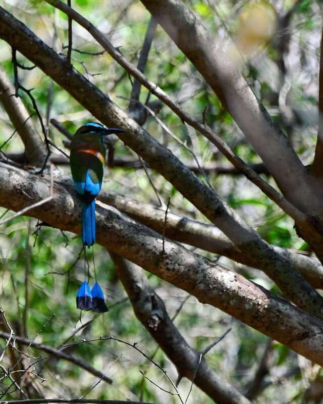 Tulum: Monkey Sanctuary Adventure - Pick-up and Transportation in Tulum and Playa del Carmen