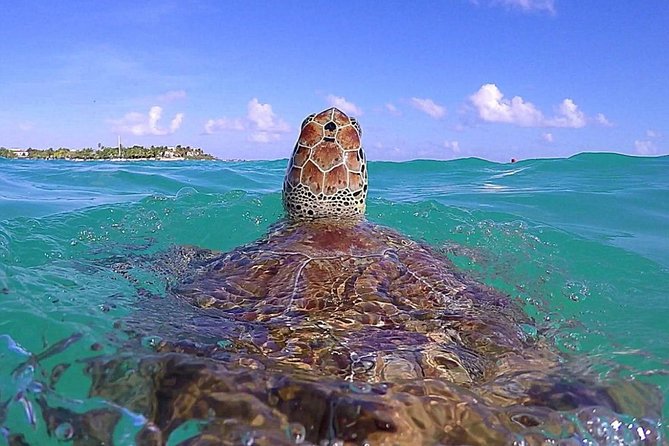 Tulum Ruinas and Tortugas Express - Convenient Pickup and Transport for a Seamless Experience