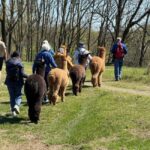 Turin: Walk with Monviso Alpacas in a green city park - Meeting the Alpacas: Recognizing and Understanding Their Nature