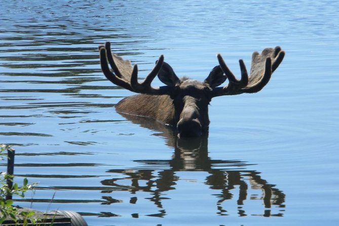 Turnagain Arm and Portage Valley Private Tour - Scenic Drive Along Turnagain Arm and Beluga Point