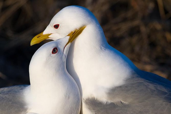 Turnagain Arm Tour - Scenic Drive Along Seward Parkway to Turnagain Arm