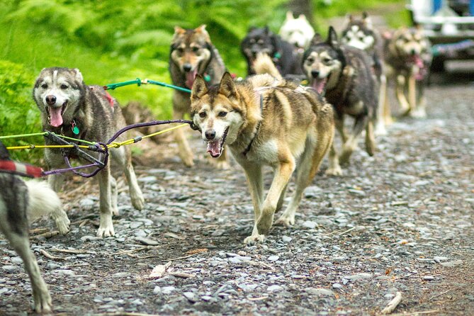 Turning Heads Kennel Dogsledding Experience & Tour - Interacting with the Huskies and Puppies