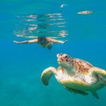 Turtle and Reef Sanctuary Snorkeling - The Main Stop: Akumal’s Coastal Beauty